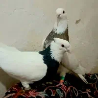 کبوترکفترطوقی