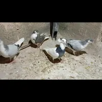 چندتا حیون فروشی