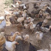 جوجه خانگی