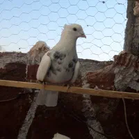 کبوتر نرالماسی|پرنده|کرمانشاه, |دیوار