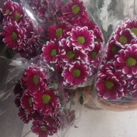 گل داوودی برای یلدا|گل و گیاه طبیعی|یزد, |دیوار