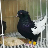کفتر سینه ...سرک|پرنده|شیراز, سینما سعدی|دیوار
