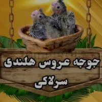 جوجه سرلاکی بزرگ شده درخانه بابهترین شرایط نگهداری