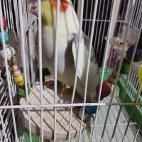 طوطی عروس ماده خوشکل آماده جفت