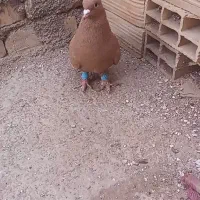 کفتر|پرنده|رفسنجان, |دیوار