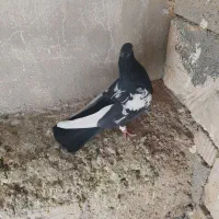 سینه سیاه نر  بزن 380تومن