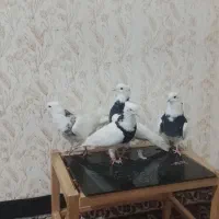 شلوار|پرنده|خرمآباد, |دیوار