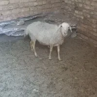 کاور میش