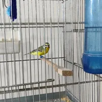 سهره|پرنده|کرج, کلاک نو|دیوار