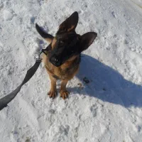 واگذاری امریکن پیتبول تریر و ژرمن شولاین ماده