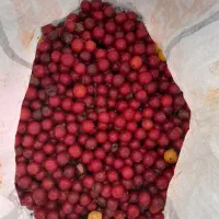 آلوچه ترش جنگلی