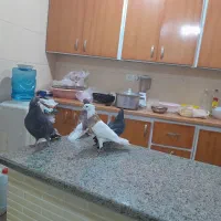 پرنده لوت.طوقی|پرنده|آبادان, |دیوار