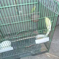 برایه فروش|پرنده|چاروسا, |دیوار