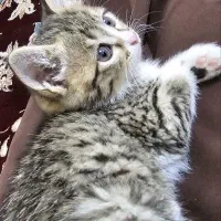 بچه گربه 2ماه