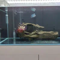 تنه چوب آبنوس ۴/۶۰۰کیلوگرم.آکواریوم.ماهی|ماهی|محمدشهر, شهرک پیام (مهرالبرز)|دیوار