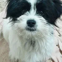 فروش یک جفت پاپی