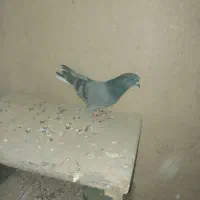 کبوتر به شرت پرش ضمانتی