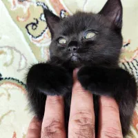 بچه گربه بریتیش|گربه|اندیشه, اندیشه فاز ۱|دیوار