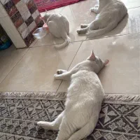 واگذاری دو گربه نر|گربه|شیراز, شهرک مدرس|دیوار