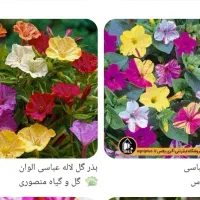 مژده مژده بذر گل های بهاری رسید