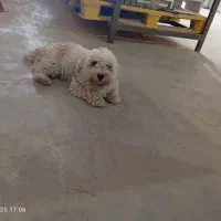 شیتزو انکل تراپی با شناسنامه