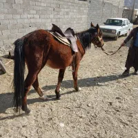 اسب|اسب و تجهیزات اسب‌سواری|دماوند, دماوند|دیوار