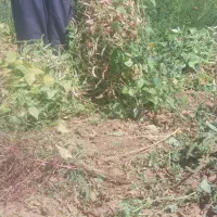 لوبیا خرمنیدرجی۱بدونکلومشابهشرت