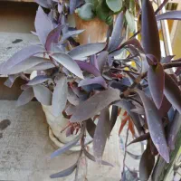 گل و گلدان|گل و گیاه طبیعی|اصفهان, بهارستان (مخابرات)|دیوار