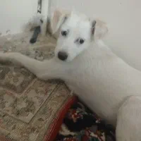هاپو