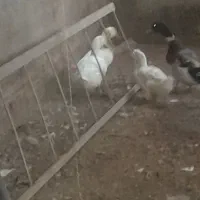 اردک نروماده