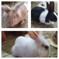 سه خرگوش بازیگوش