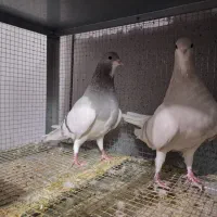 خرقه روس نقره ای|پرنده|اصفهان, عطار نیشابوری|دیوار