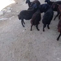 بره نر قره قزل و قزل افشار داشتی|حیوانات مزرعه|قیدار, |دیوار