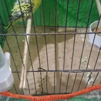 مرغ عشق نر انگلیسی