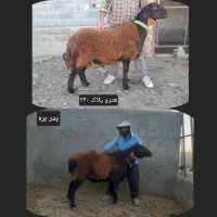 قوچ هترو زیگوت (چندقلوزایی)|حیوانات مزرعه|مشهد, امام رضا (ع)|دیوار