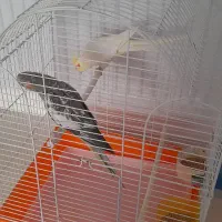 عروس هلندی نر و ماده