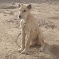 ماده عتیقه فروشی