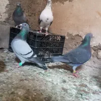 چاپی|پرنده|خرمشهر, |دیوار