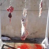 کشتار بزغاله وتوشتیر