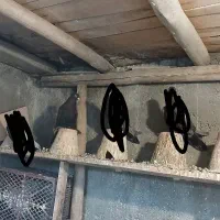 فیلی ارکح