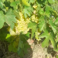 انگور عسکری بدون هسته