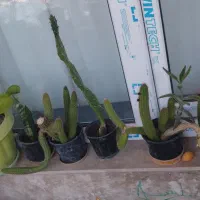 فروش گل  طبیعی