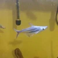 ماهی پنکوسی|ماهی|شیراز, گویم|دیوار