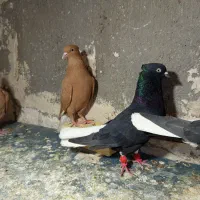 دو جفت دم سفید