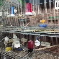 عروس هلندی تک و جفت و مولد موجود است|پرنده|بومهن, |دیوار