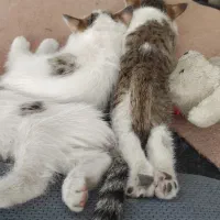 واگذاری گربه مادر و بچه|گربه|خرم‌آباد, |دیوار