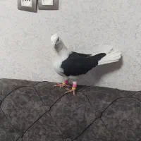 کفتر آس پشت سیاه نر چهار در چهار|پرنده|ضیاء آباد, |دیوار