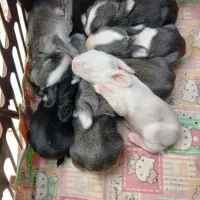 بچه خرگوش