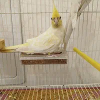 عروس هلندی ماده|پرنده|سجاس رود, |دیوار