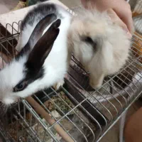 ۳ تا خرگوش (لوپ)|موش و خرگوش|نظرآباد, رسالت|دیوار